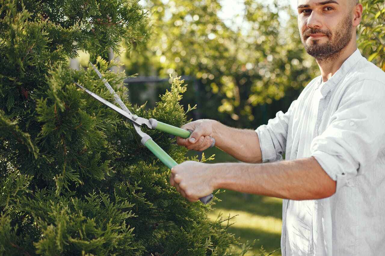 Reliable Eagle Point, AL Tree Service Solutions